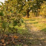 Noisetier, amandier, châtaignier : les conditions pour les cultiver au jardin