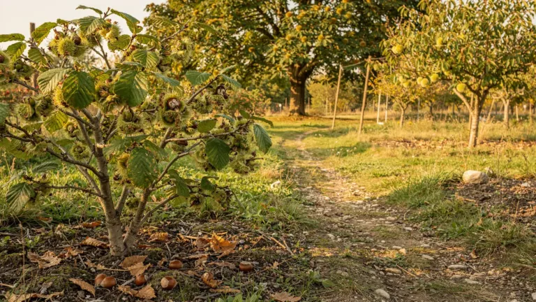 Noisetier, amandier, châtaignier : les conditions pour les cultiver au jardin